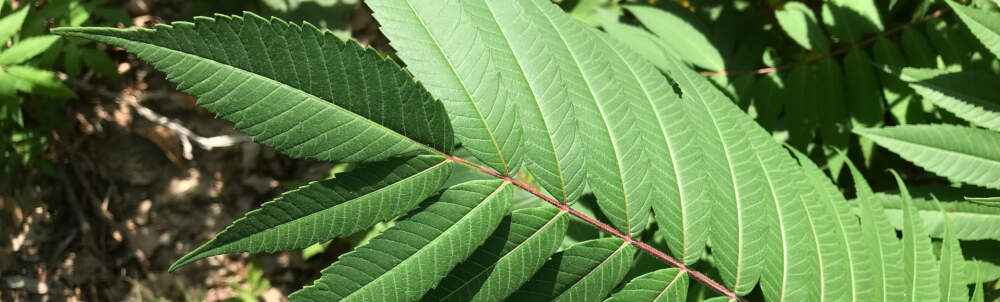 Bright sunlight shines on the leaves of a Sumac tree near Gravenhurst, Muskoka, Ontario