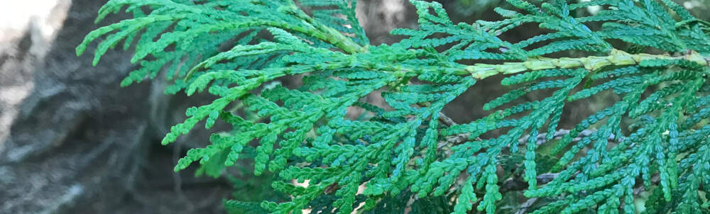 Brilliant green cedar boughs are contrasted against a grayscale background near Bracebridge in Muskoka, Ontario.
