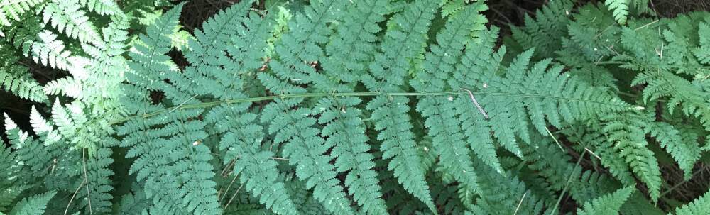 Green ferns compose a dense cover on the forest floor near Bracebridge in Muskoka, Ontario.