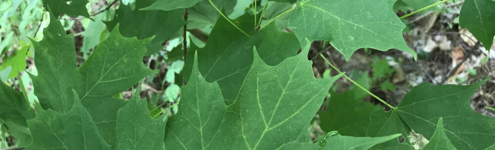 Radiant green maple leaves in the Muskoka forest.