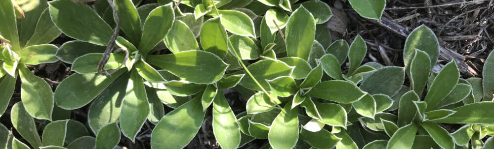 Leafy, green groundcover planting with an attractive pointed leaf shape native to landscapes in Muskoka, Ontario.