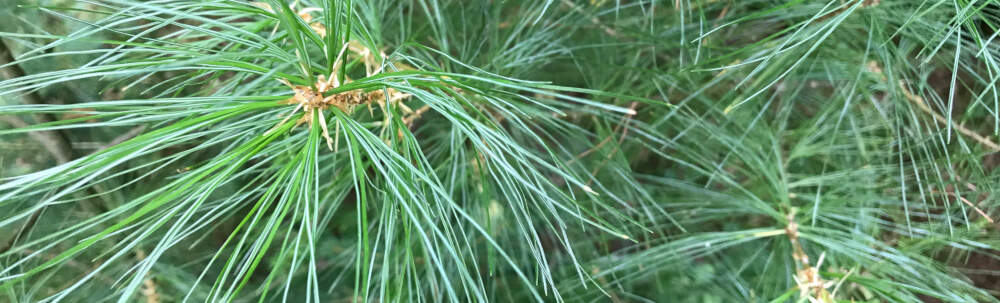 The delicate green needles of an Eastern White Pine tree remind of the natural context that draws visitors to properties on Lake of Bays and the Muskoka Lakes.
